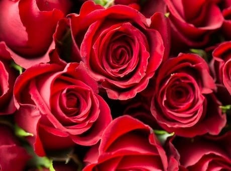 roses