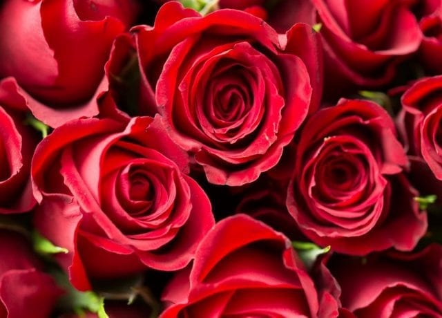 roses